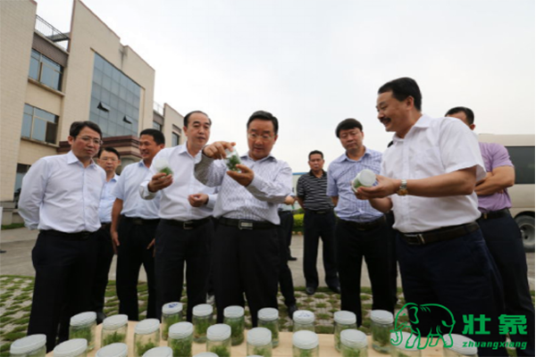 自治区副主席唐仁健等领导在听取香杉苗培育技术汇报